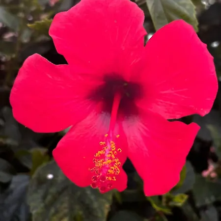 Appartement Sunset Porto Rotondo