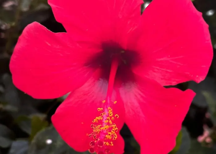 Apartamento Sunset Porto Rotondo